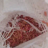 بذر گندم مهرگان درجه یک|گل و گیاه طبیعی|اندیمشک, |دیوار