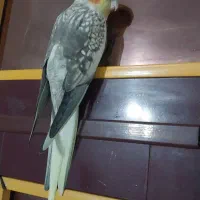 عروس هلندی نر|پرنده|فومن, |دیوار