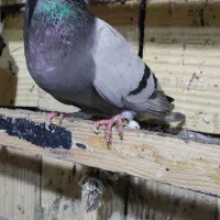 کبوتر|پرنده|قشم, |دیوار