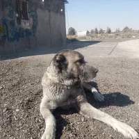 سگ افغانی ماده خطری|سگ|تهران, دکتر هوشیار|دیوار