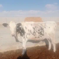 گاو تلیسه|حیوانات مزرعه|مرودشت, تخت جمشید|دیوار