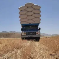 کاه گندم دیم