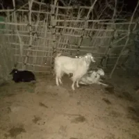 نری چاق سرحال فروش فوری