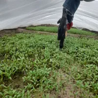 نشاع گوجه وبادمجان