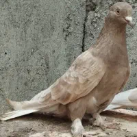 کبوتر|پرنده|میناب, |دیوار