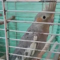 طوطی عروس هلندی بالغ