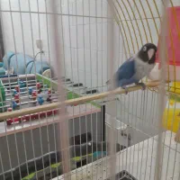 یک جفت کوتوله برزیلی|پرنده|اردکان, |دیوار