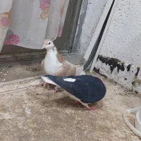 یک جفت کبوتر شیر زرد و شیر سیاه به ضمات تخم و جوجه|پرنده|نیشابور, شهرک اندیشه|دیوار