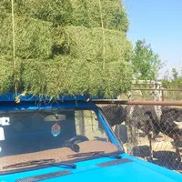 باسلام  یونجه تازه خشک تحویل دربه مکان