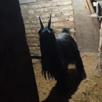 چپش نر یک ساله