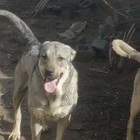 ماده پژدر ۳ساله|سگ|هشترود, |دیوار