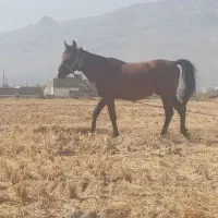 اسب|حیوانات مزرعه|دورود, |دیوار