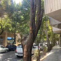 چوب بری