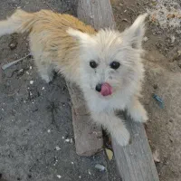 سک پا کوتاه|سگ|اردبیل, |دیوار