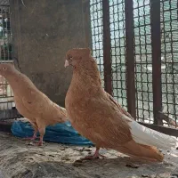 جفت زرددم سفیدپرتقالی