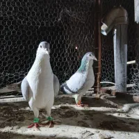 کفتر رنگه دورگ پیدا شده بخون