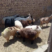 بره