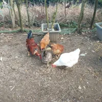 فروش مرغ و خروس محلی