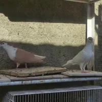 کفتر جفتگاه|پرنده|کاشمر, |دیوار