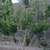 نهال چهار ساله|گل و گیاه طبیعی|رباط‌کریم, حصار مهتر|دیوار