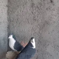 کبوتردمگیر|پرنده|برخوار, |دیوار