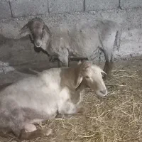 گوسفند نر ،عید قربان