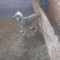 توله سگ سرابی|سگ|مرند, |دیوار