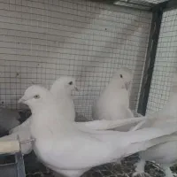 کبوتر سفید گم شده
