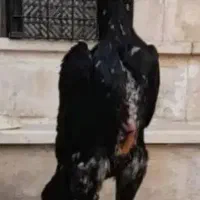 جوجه اوشامو فستیوالی   لاری