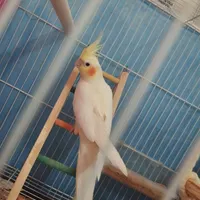 عروس هلندی نر ماده|پرنده|چناران, |دیوار