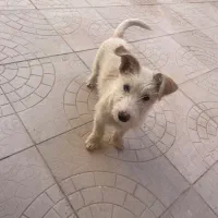 سگ خانگی|سگ|قائن, |دیوار