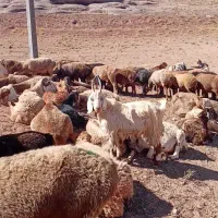 بزغاله شاخ راست