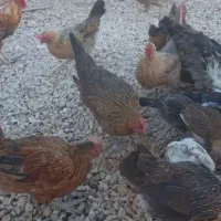 مرغ جوجه ای