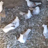 کفترگرده ای|پرنده|زاغه, |دیوار