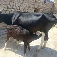 فروش گاو وگوساله