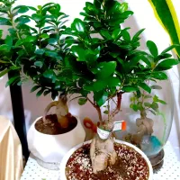 خدمات گل و گیاه در منزل