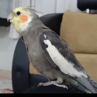 گمشده|حیوانات|ایلام, |دیوار