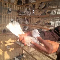 کفتر زیبا و پرشی|پرنده|تهران, دبستان|دیوار