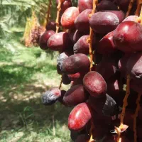 کارگر فصل خرما