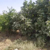 زمین کشاورزی .باغ و گلخانه فعال.|فروش دفتر صنعتی، کشاورزی، تجاری|ساوه, |دیوار