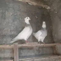 کبوترطوقی و۰۰۰