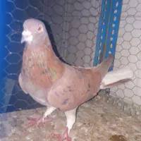 کبوترخرقه وسیمونی وسینه واز