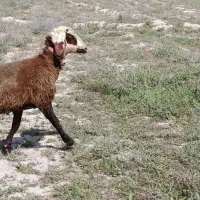 بره قوچ افشاری