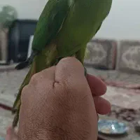 طوطی ملنگوی نر ۹ ماهه ، آماده آموزش سخنگویی|پرنده|سهند, |دیوار