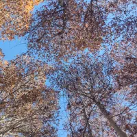 احمدی دویره