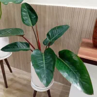 گل آپارتمانی گیاه فیلندرون با گلدان سرامیکی|گل و گیاه طبیعی|قدس, شهرقدس|دیوار