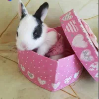 لپ ها ها|موش و خرگوش|بروجرد, |دیوار