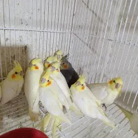 عروس هلندی سرلاک نرمخور دونخور جفت|پرنده|شیراز, شهرک صدا و سیما|دیوار