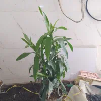 گل و گیاه بامبو خاکی|گل و گیاه طبیعی|اهواز, سیصد دستگاه|دیوار