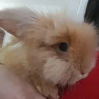 خرگوش‌های لوپ اصل هلندی|موش و خرگوش|اهواز, کوروش|دیوار